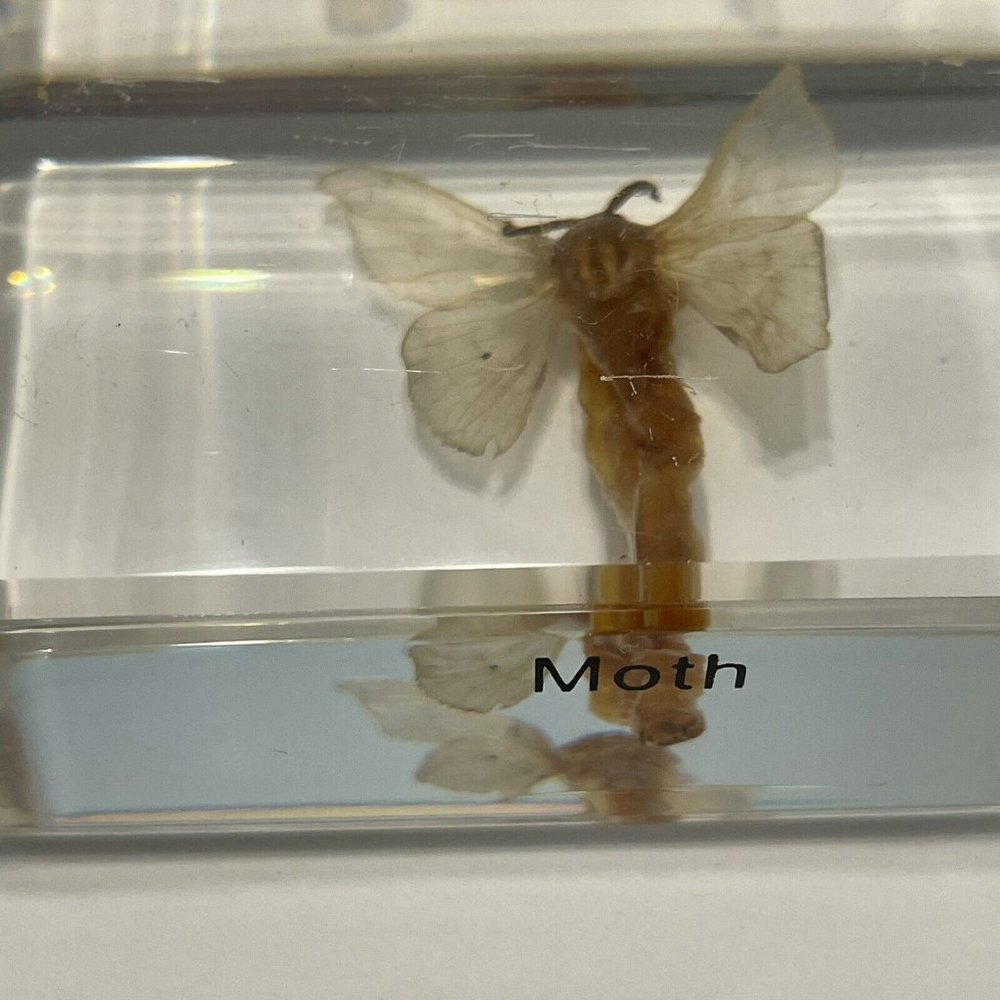 4- Insect Resin Silkworm Moth Cycle Egg Paperweight Taxidermy Specimen Science - Picture 4 of 9
